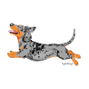 Dachshund Smooth 5