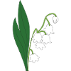 muguet fleur