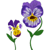 violet flower