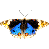 butterfly butterfly flowers