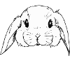 Lapin blanc