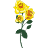 yellow pink