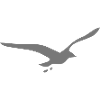 gull