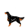 Gordon Setter Bling