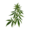Cannabis