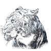 tiger