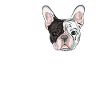 franz Bulldogge white