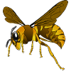hornet