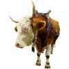 cow beef cow cow animal animal