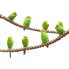 wellensttiche oiseaux perruche voegel