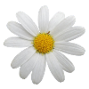 Fleur, Flower