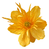 Flower UK