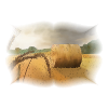 Ernte