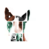 NASSU Bullterrier