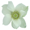 Flower de