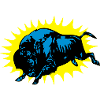 buffalo (vector)