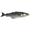 Fisch Pollack