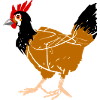 hen