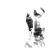 NASSU Broholmer