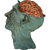 Brain