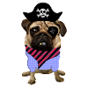 Pug | Carlini | Pirate | pirati | pirati | cane