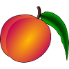 apricots apricot veggie vegetables fruits7