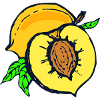 abricots veggie Veggie abricot fruits8