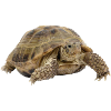turtle tortoise animals animals7