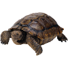 turtle tortoise animals animals8