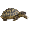turtle tortoise animals animals9