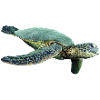 turtle schildkroete tiere animals6