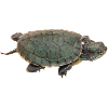 turtle tortoise animals animals4