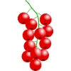cranberry currants veggie vegetables fruits6