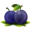 plum plum veggie vegetables fruits1