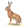 Hase