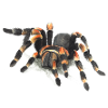 Vogelspinne