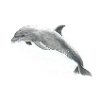Delphin