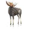 Elch