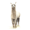 Lama