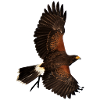 Eagle eagle birds voegel bird1