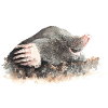 Maulwurf