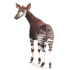 Okapi
