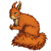Red squirrel