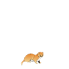 Flink wie ein Wiesel