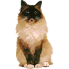 Ragdoll-Katze 1