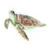 Schildkröte