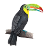 tucan