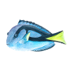 Doktorfisch