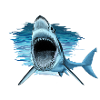 shark