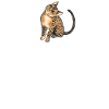 Regalo simpatico gatto Mau egiziano
